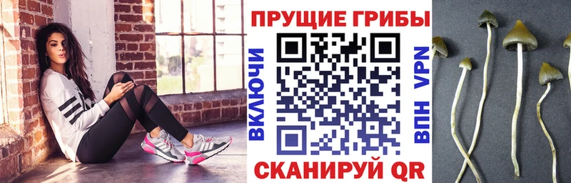Галлюциногенные грибы Psilocybe  Славгород 